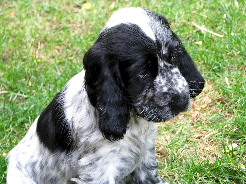 Englischer Springerspaniel. spaniel