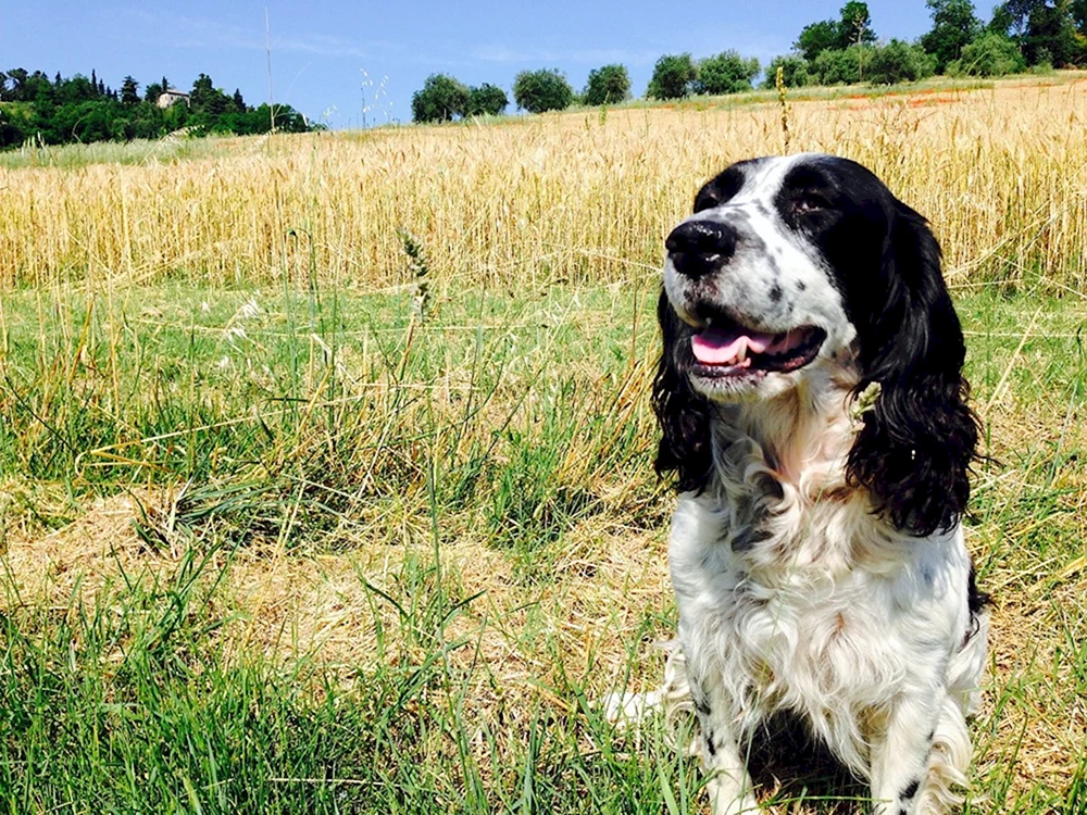 Cocker spaniel schwarz