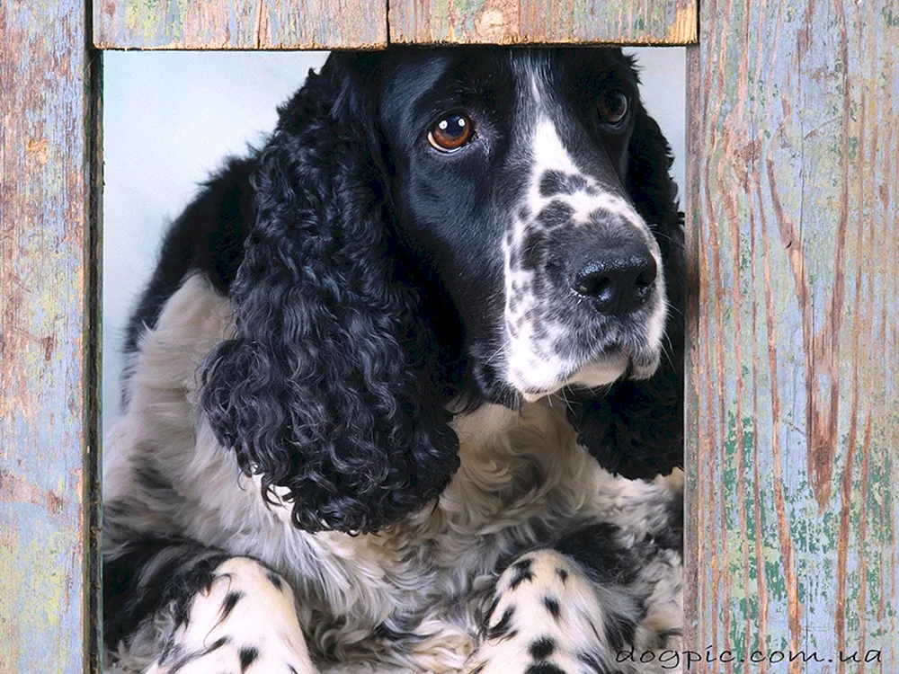 Cockerspaniel Peggy