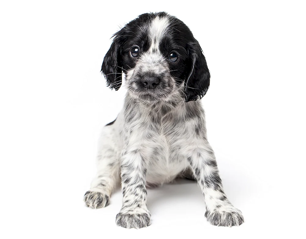 Russischer Jagdspaniel