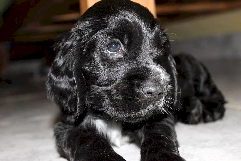 Russischer Cockerspaniel schwarz