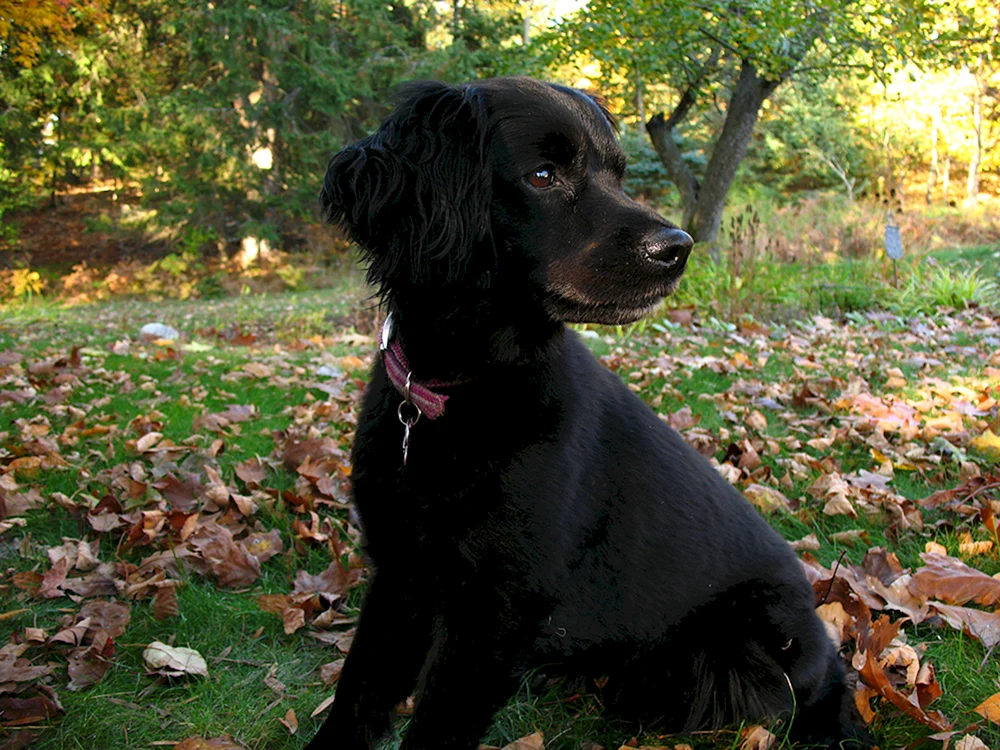 Russischer Cockerspaniel schwarz