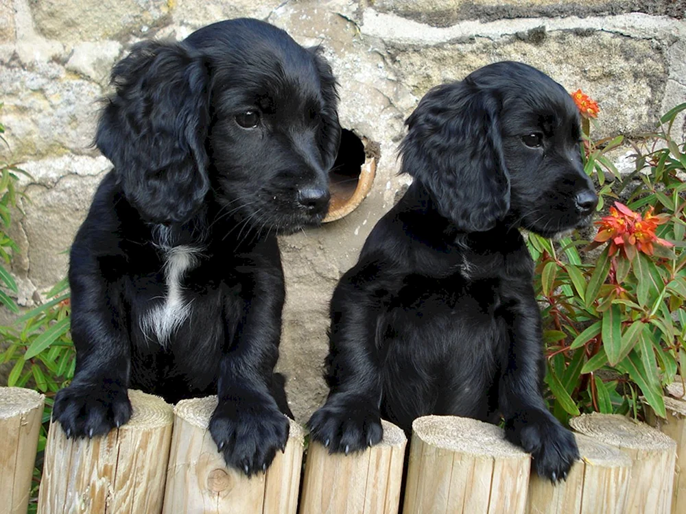 Russischer Cockerspaniel schwarz