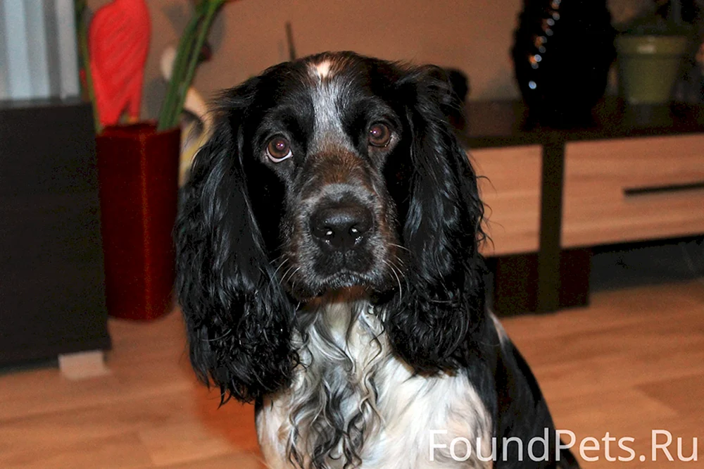 Spanischer Cockerspaniel