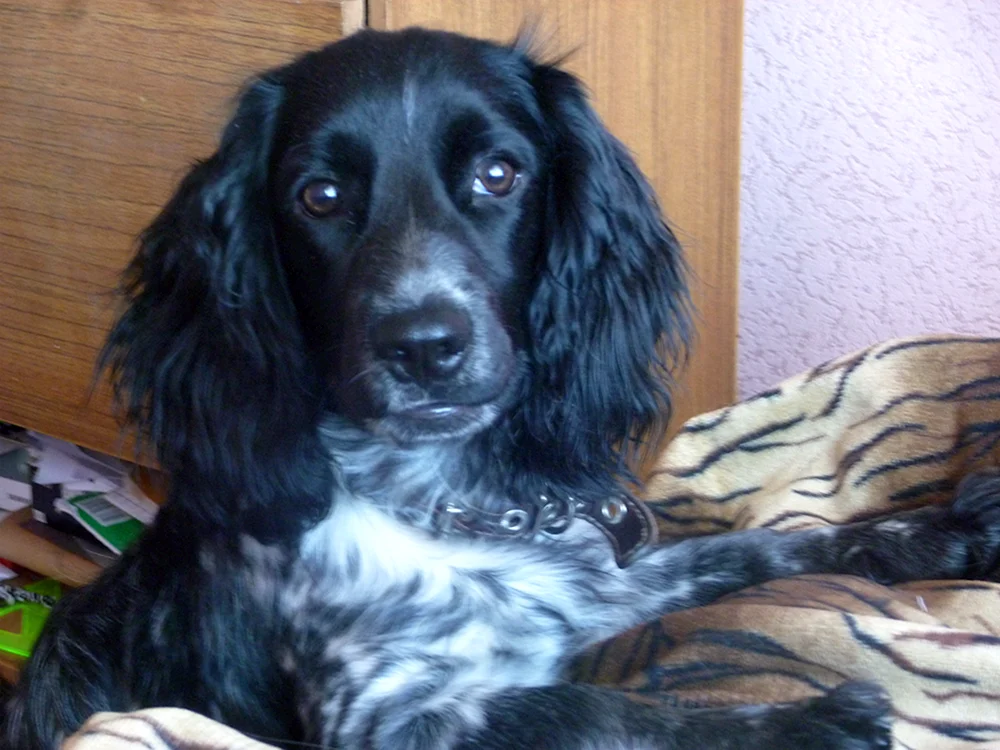 Russischer Jagdspaniel schwarz
