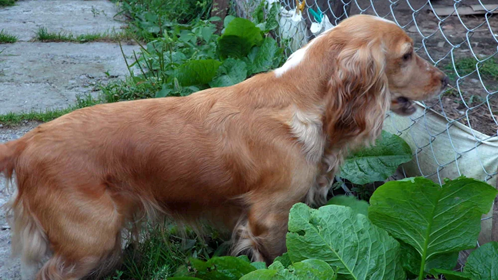Russischer Jagdspaniel spaniel rot Peggy