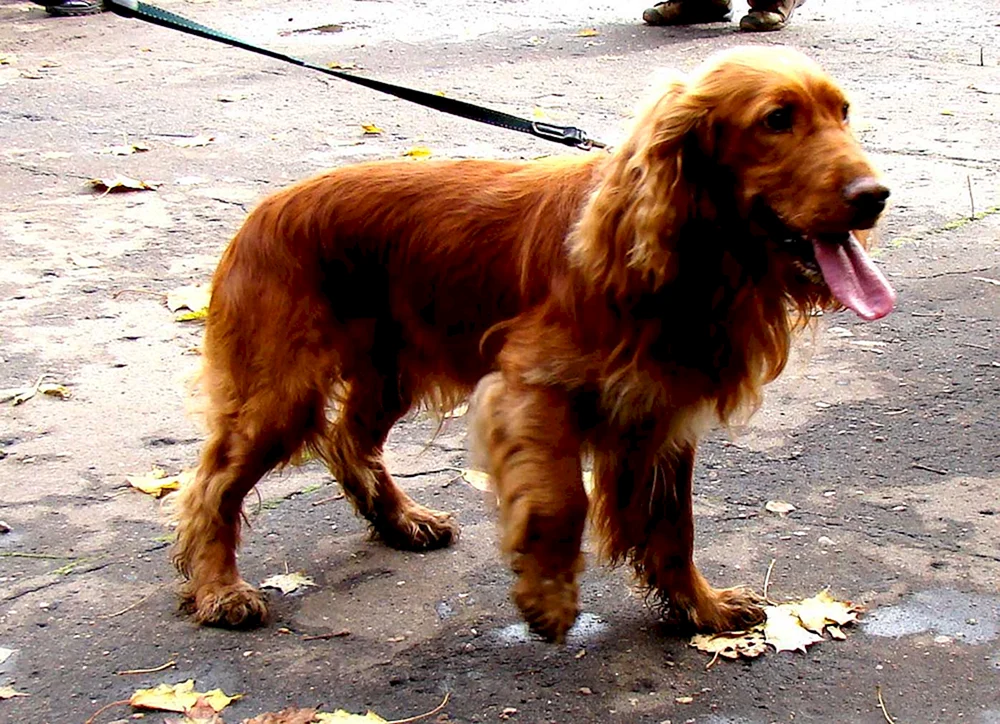 Russischer Jagdspaniel rot