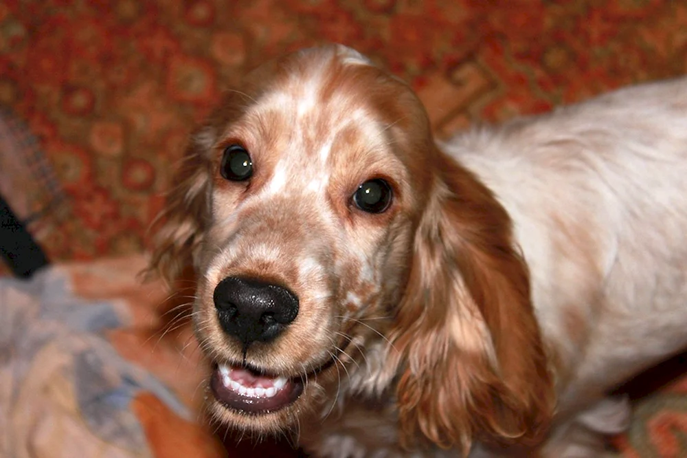 Russischer Jagdspaniel