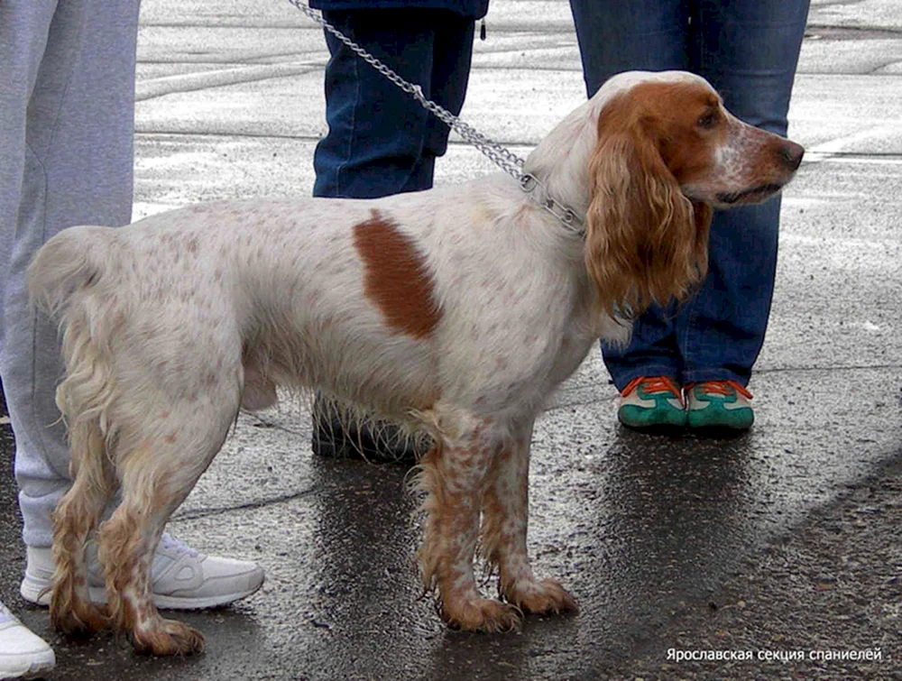 Russischer Jagdspaniel