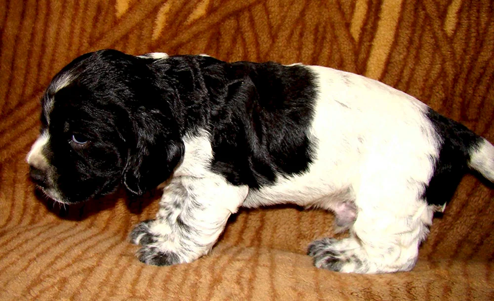 Russischer Cocker Spaniel Welpe 2 Monate alt