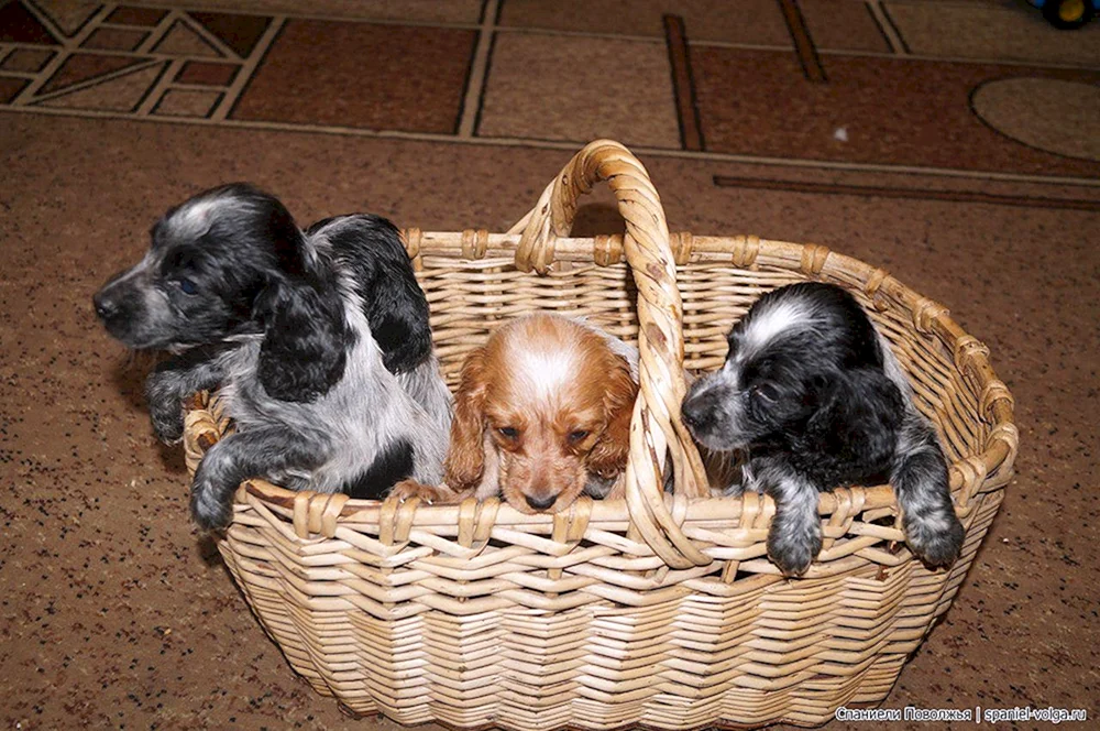 Russischer Cocker Spaniel Welpe 3 Monate alt