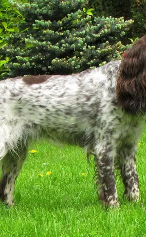 Russischer Jagdspaniel