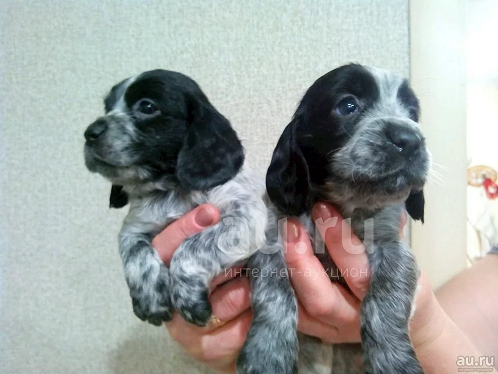 Russischer Jagdspaniel 1. 5 Monate