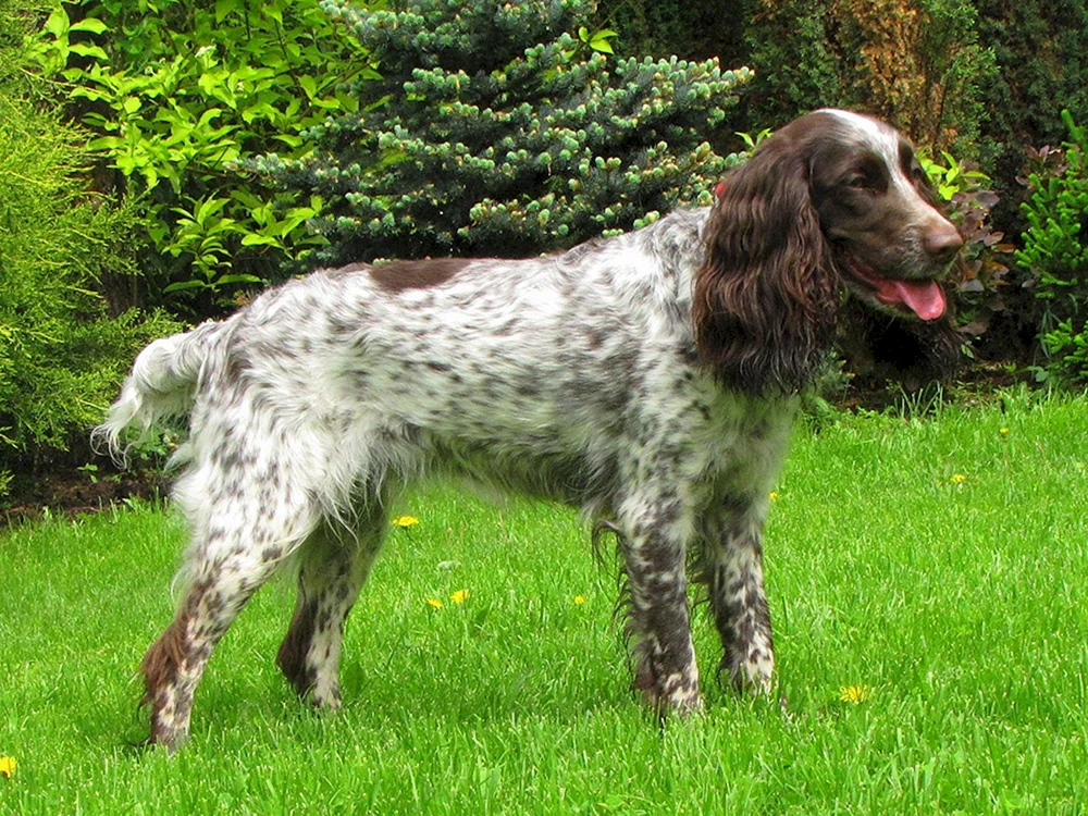 Russischer Jagdspaniel