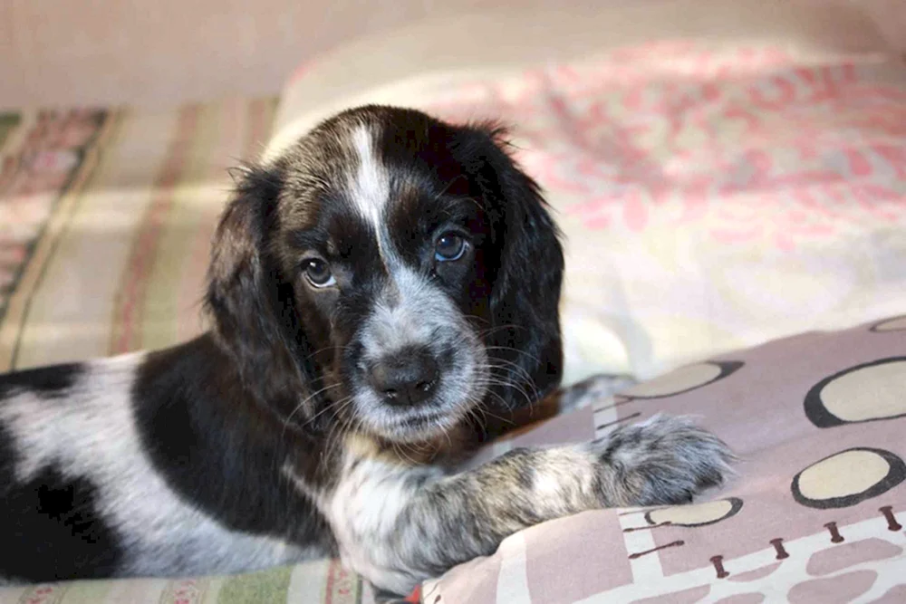 Russischer Jagdspaniel schwarz