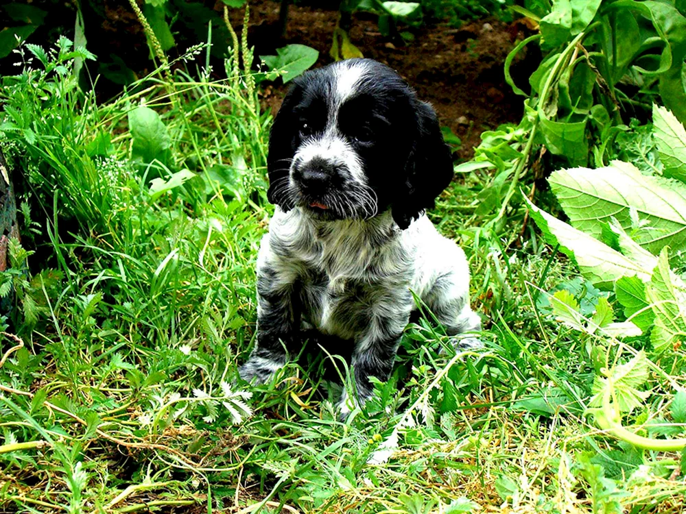 Russischer Jagdspaniel