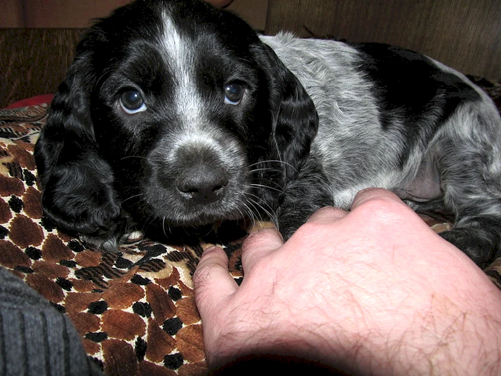 Russischer Jagdspaniel Welpen