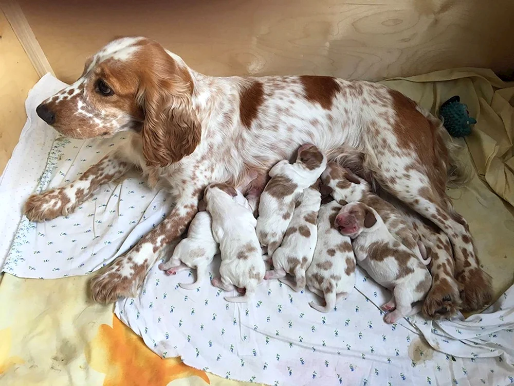 Russischer Jagdspaniel