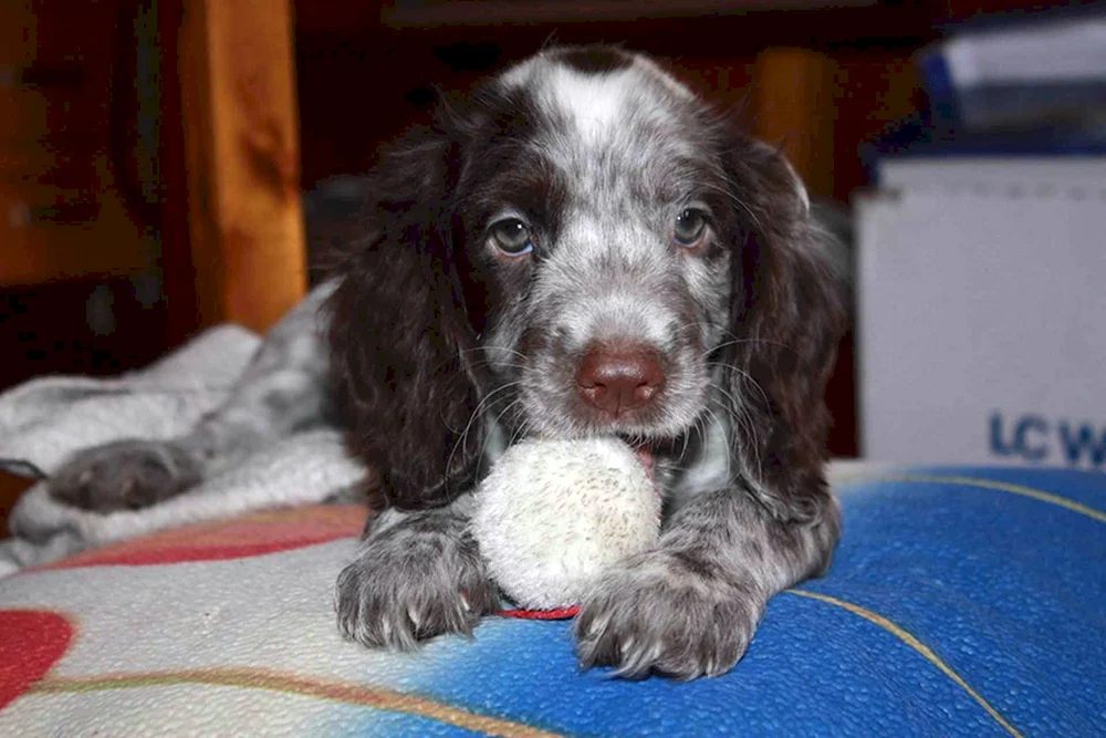 Russischer Jagdspaniel