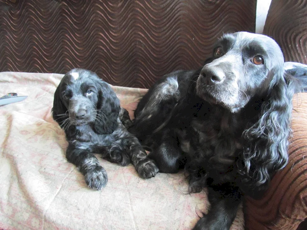 Russischer Jagdspaniel