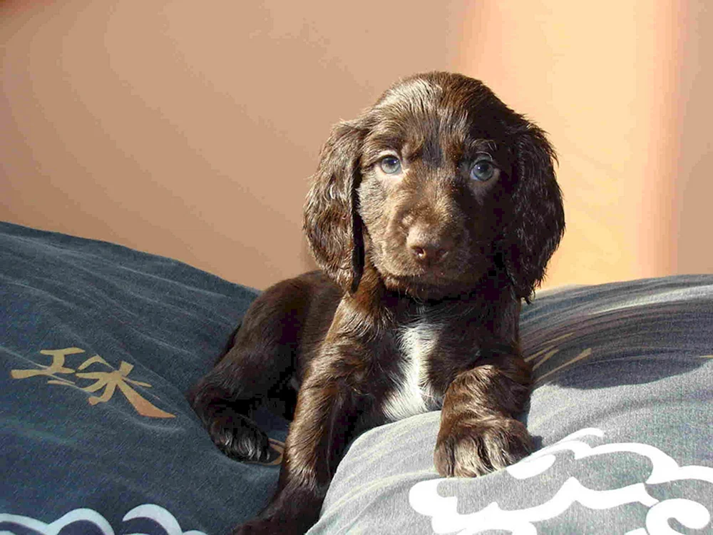 Russischer Jagdspaniel