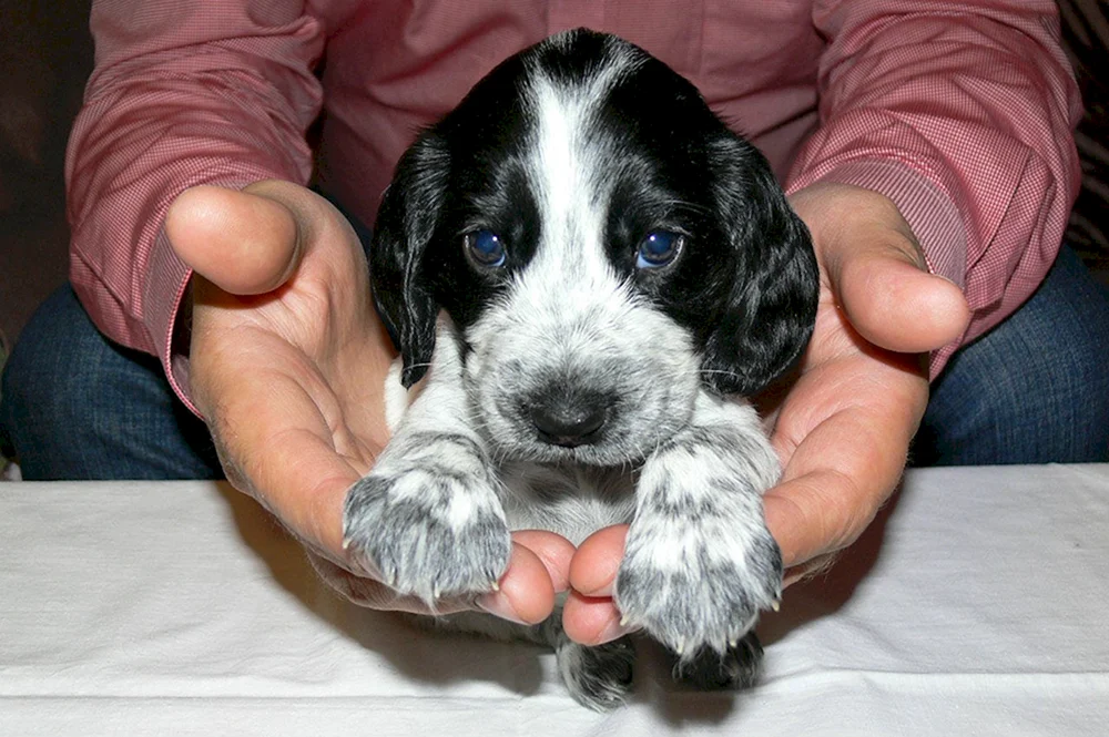 Russischer Jagdspaniel
