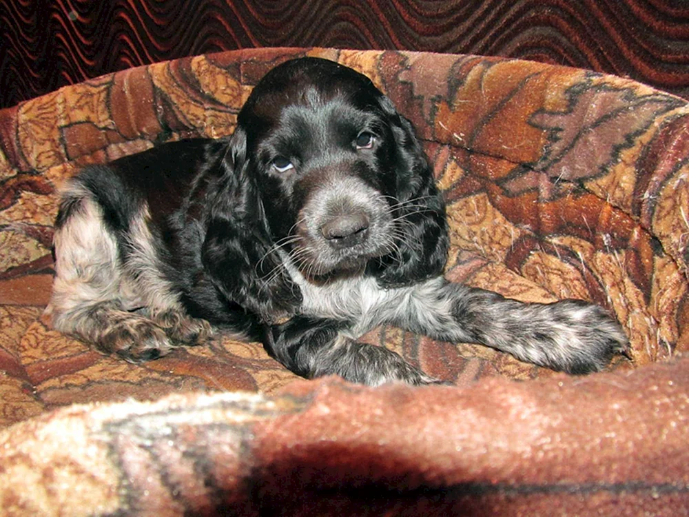 Russischer Jagdspaniel