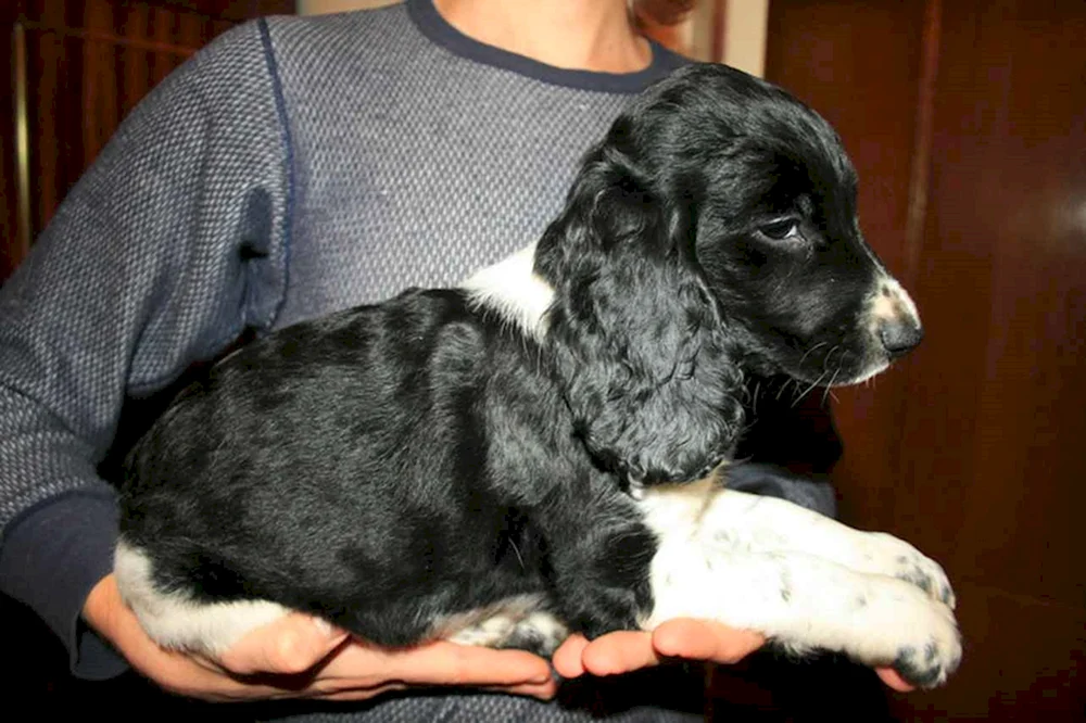 Russischer Jagdspaniel