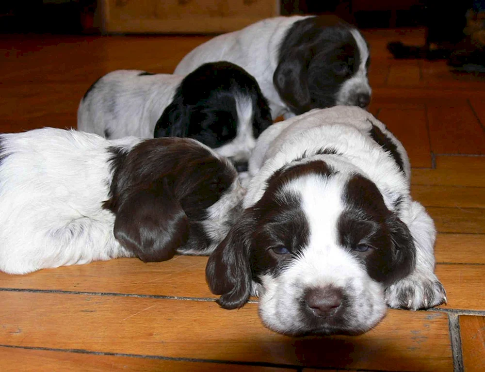 Russischer Jagdspaniel spaniel