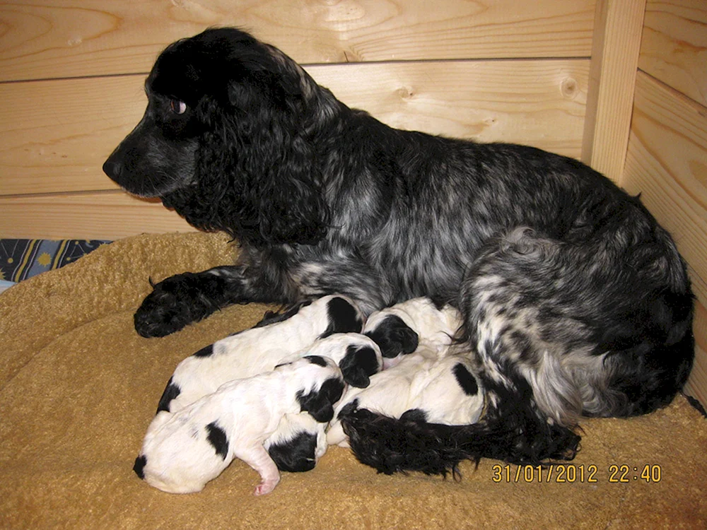 Russischer Jagdspaniel