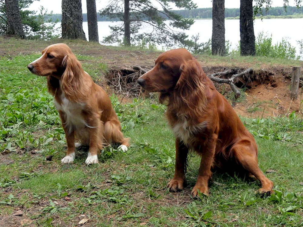 Russischer Jagdspaniel rot Peguy