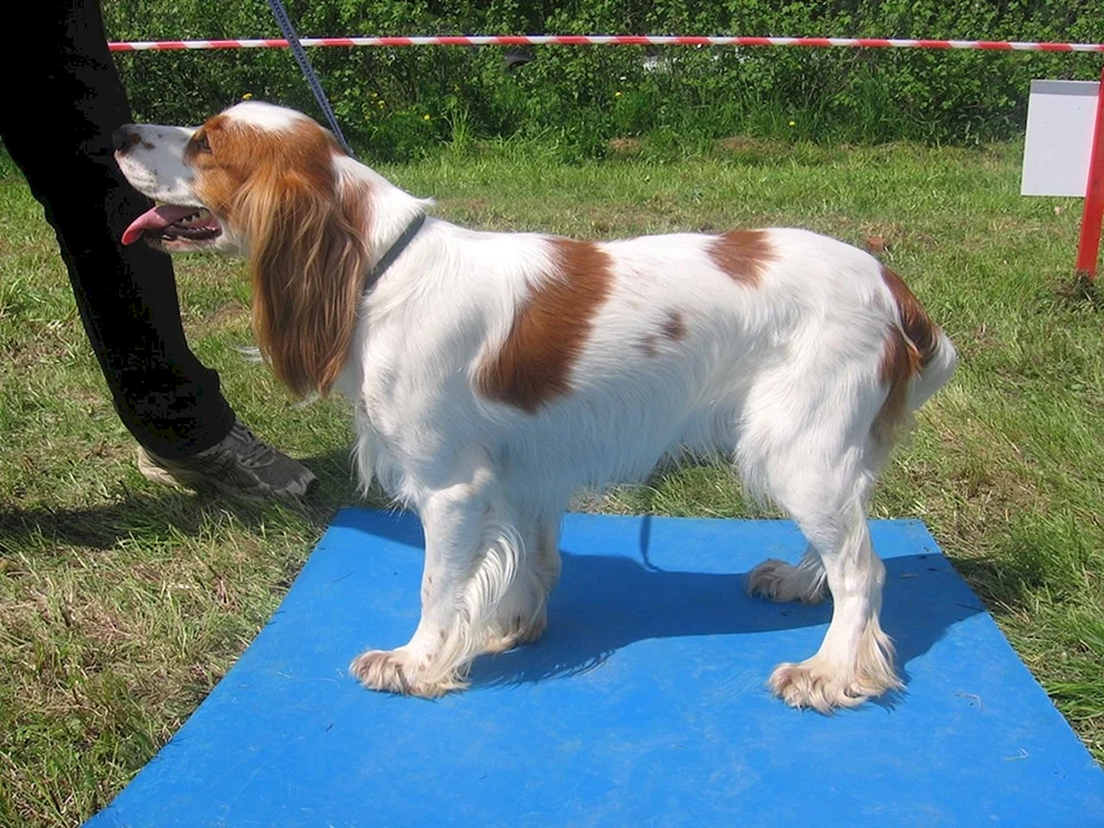 Russischer Jagdspaniel rot