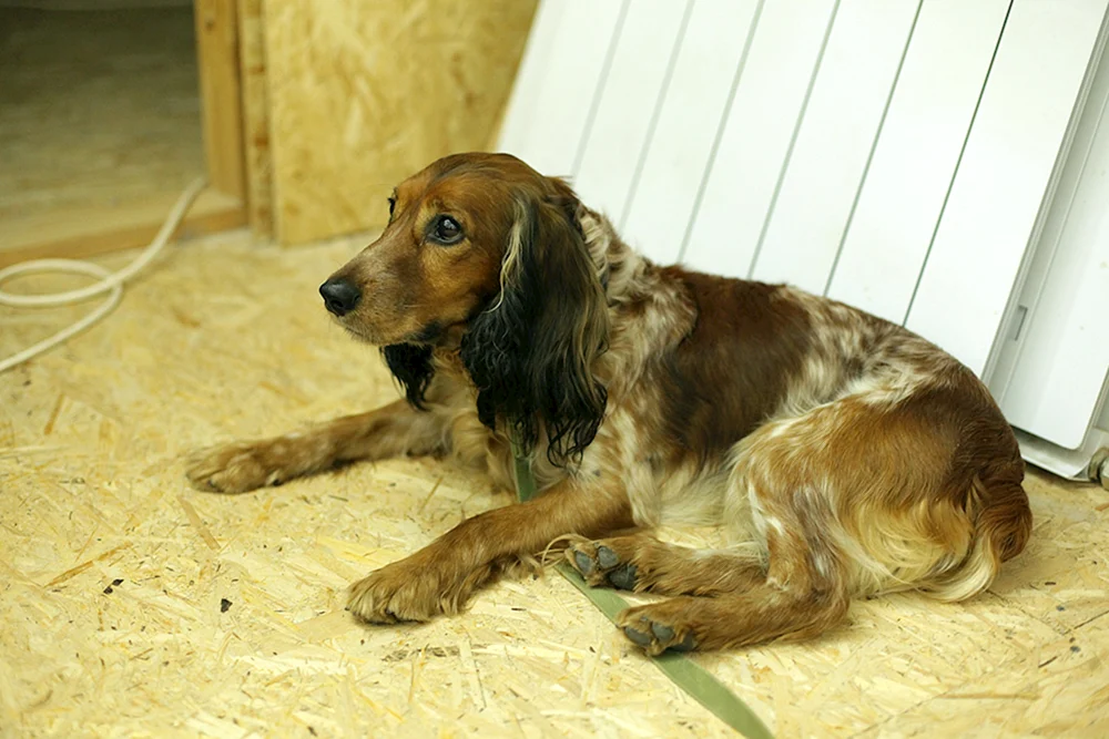 Hahnspaniel Jagd