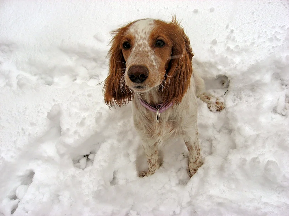 Hahnspaniel Jagd