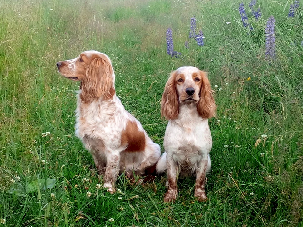 Russischer Jagdspaniel spaniel