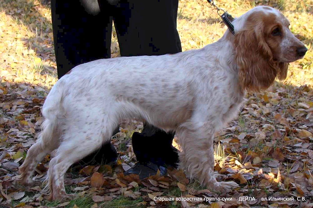 Russischer Jagdspaniel