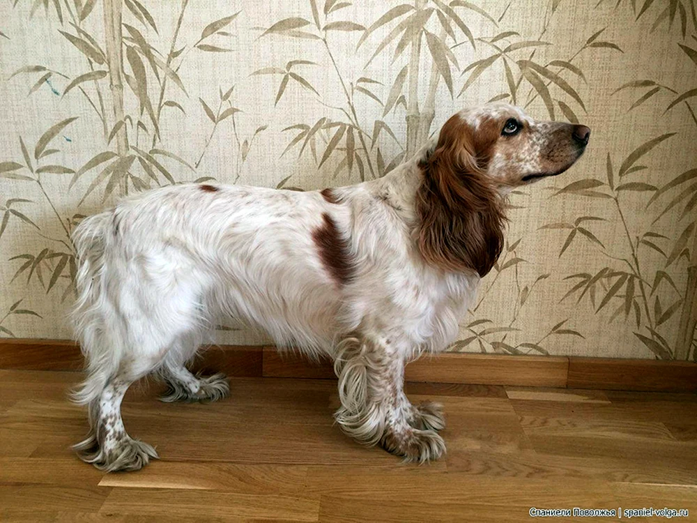 Russischer Jagdspaniel rothaarig