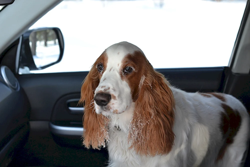 Peggy Spaniel