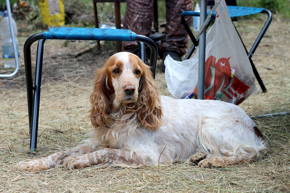 Russischer Jagdspaniel rot-weiß