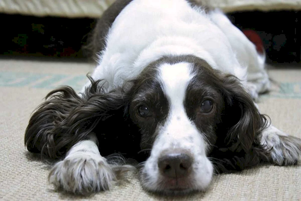 Russischer Jagdspaniel