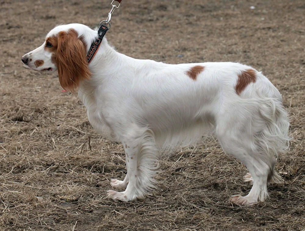 Russischer Jagdspaniel