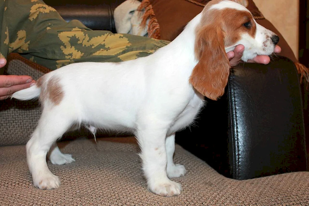 Russischer Jagdspaniel