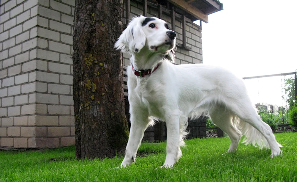 Russischer Jagdspaniel