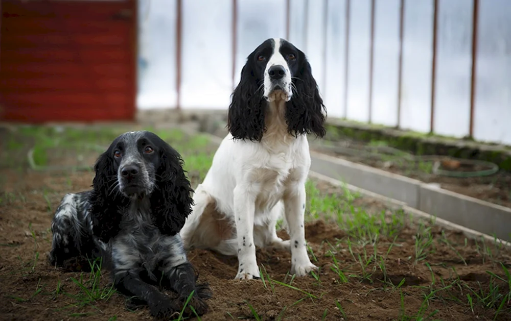 Russischer Jagdspaniel