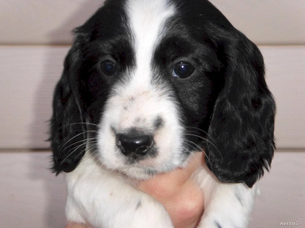 Russischer Jagdspaniel Peggy
