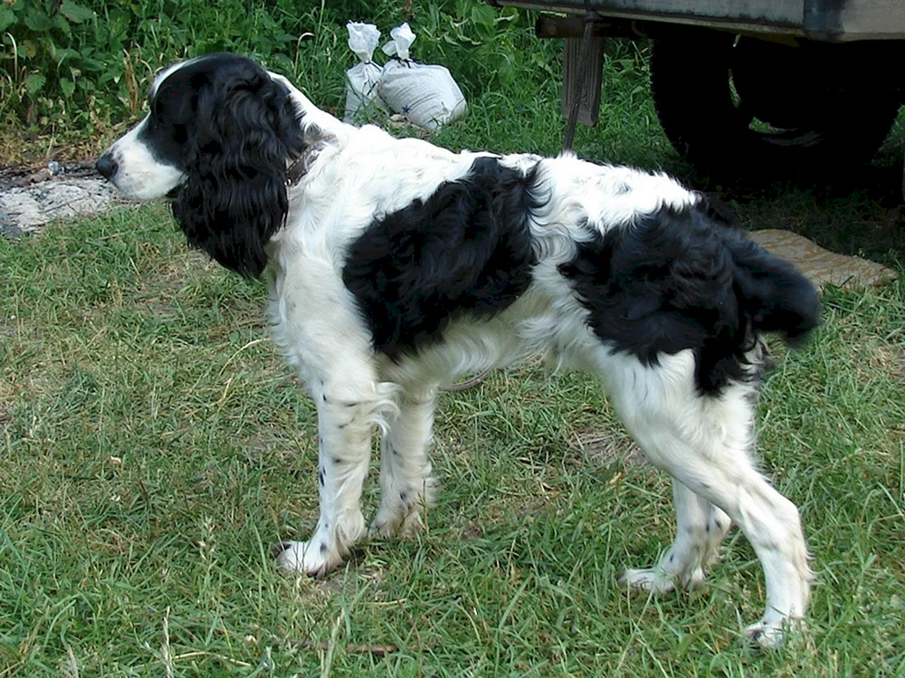 Russischer Jagdspaniel