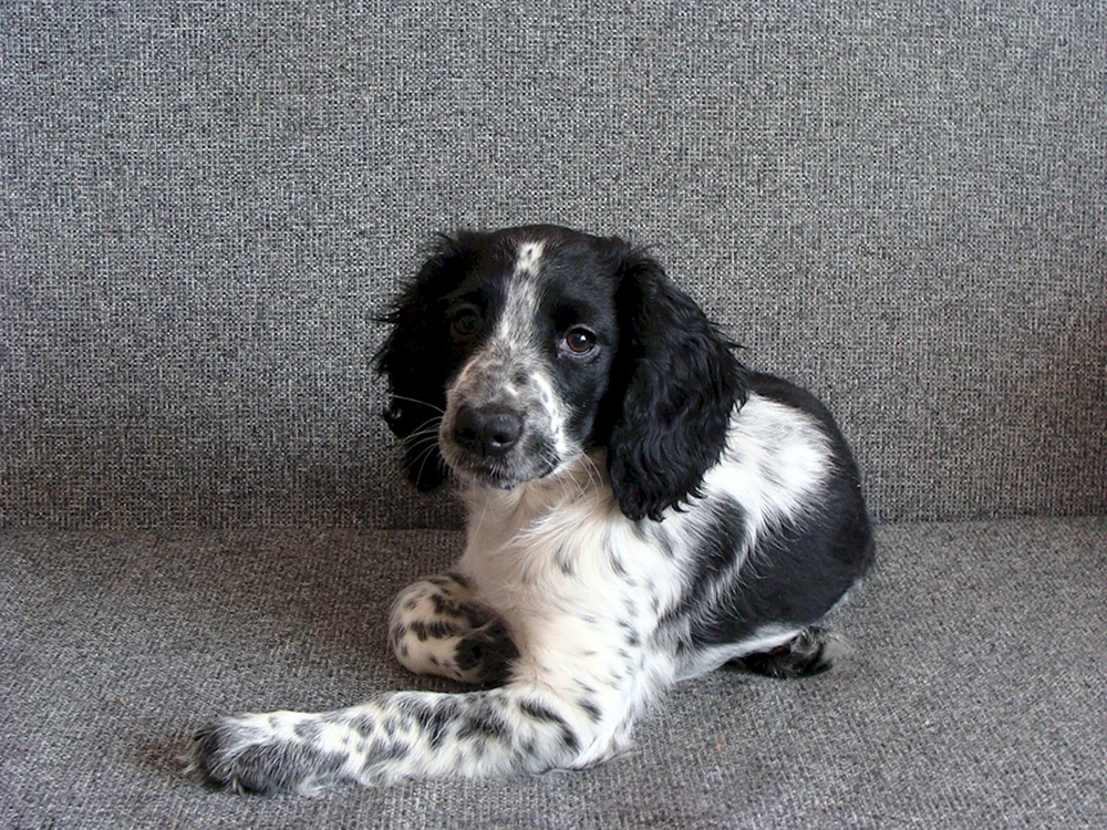 Russischer Jagdspaniel