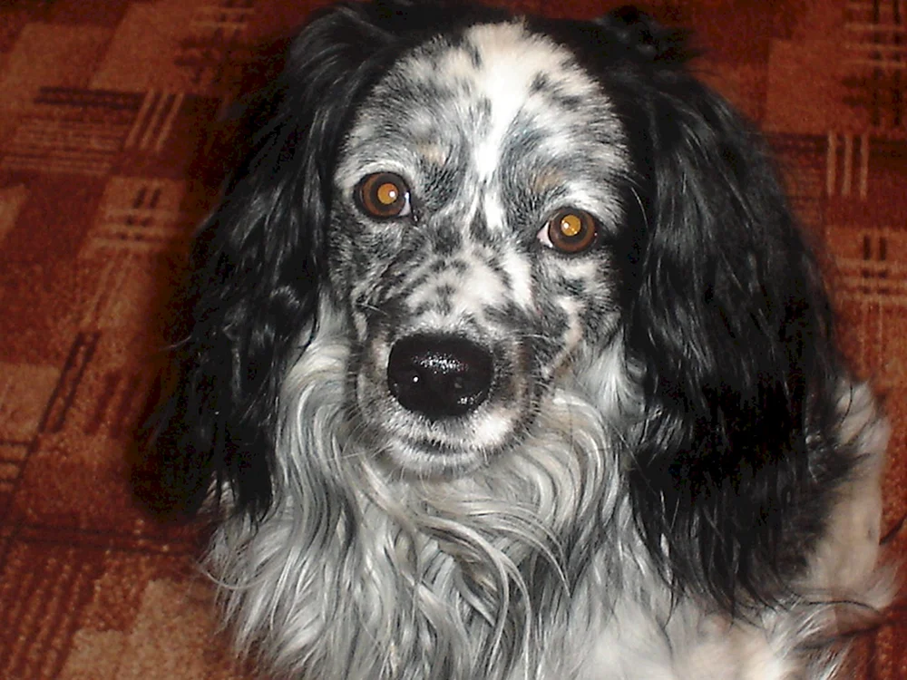 Russischer Jagdspaniel