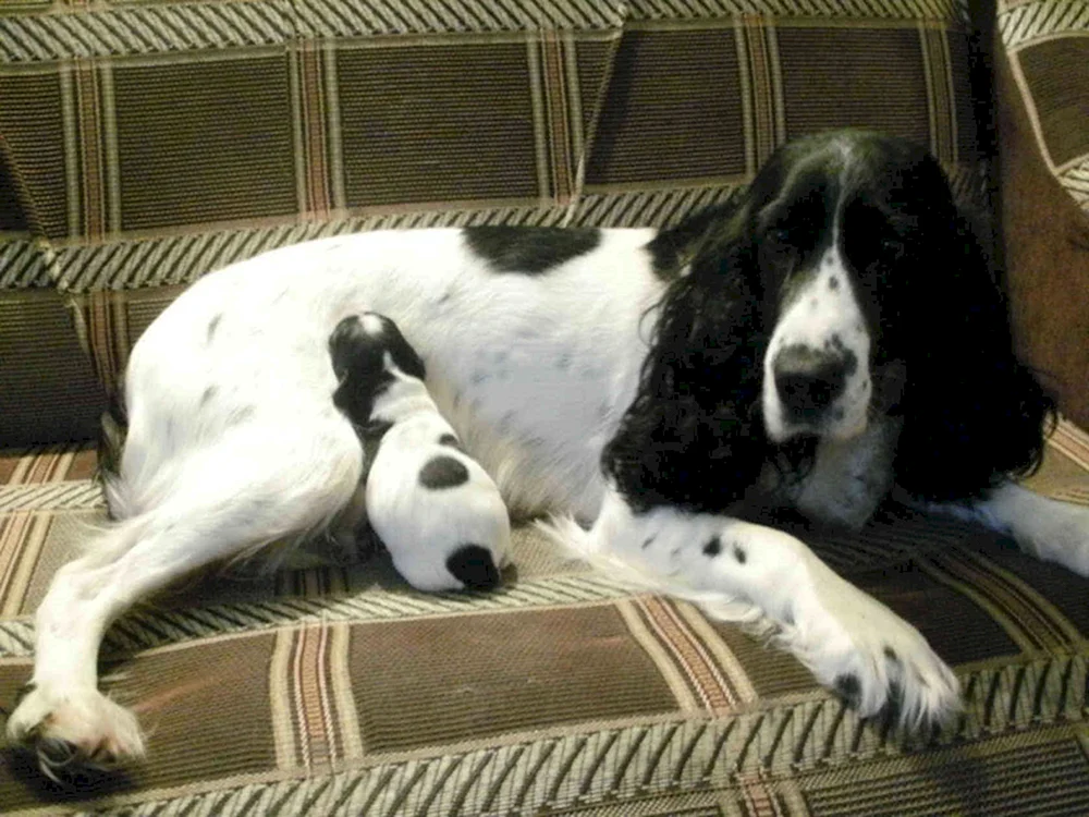 Amerikanischer Springer spaniel