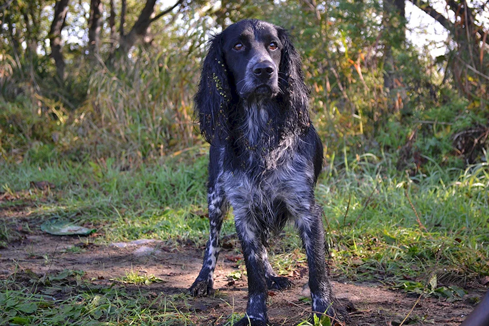 Russischer Jagdspaniel